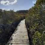 Weg durch die Mangroven