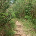 Weg von Little Bay nach Mavana