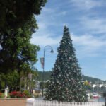 Weihnachtsbaum in Whangarei