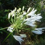 weiße Agapanthus