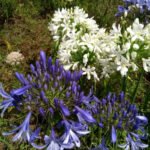 weiße und blaue Agapanthus