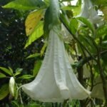 wie die Engelstrompete