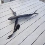 wiedermal ein fliegender Fisch