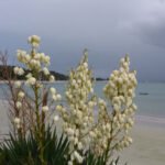 Yucca gloriosa oder Kerzen-Palmlilie